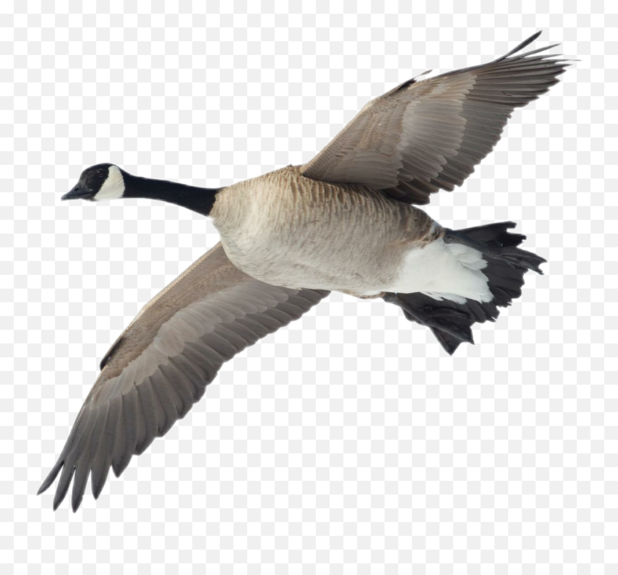 Goose Canadiangoose Sticker - Canada Goose Emoji,Canadian Goose Emoji