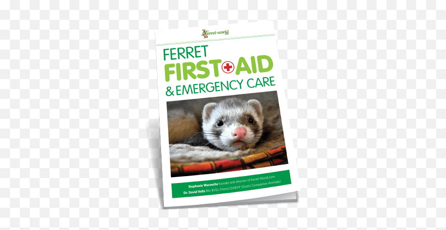 Preparing For Your Ferret Dying - Ferret World Emoji,Let Them Die With Their Emotions Preparing For Your Ferret Dying - Ferret World Emoji,Let Them Die With Their Emotions