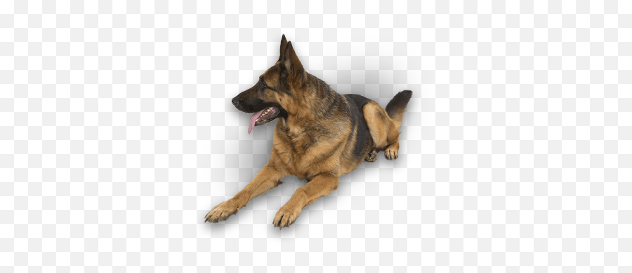 Dog Training - Collar Emoji,Licking Puppy Emoticon