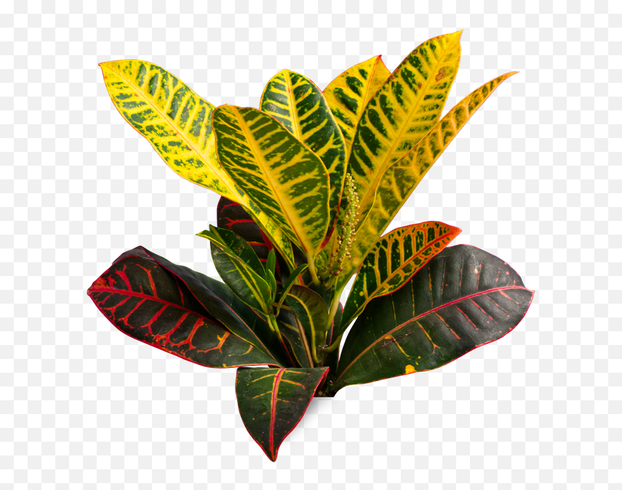 Small Variegated Croton - San Francisco Plant Transparent Emoji,Green And Plants Indoor Effect On Human Emotion
