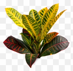 Small Variegated Croton - San Francisco Plant Transparent Emoji,Green And Plants Indoor Effect On Human Emotion