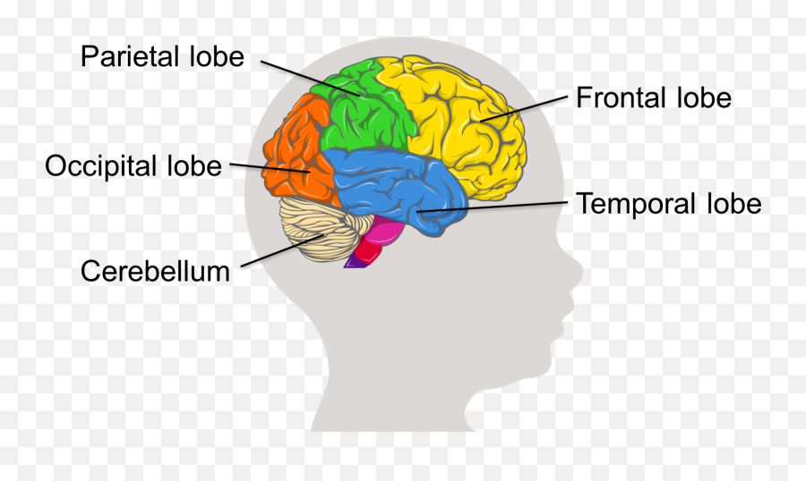 Session 1 Section 3 More About The Brain Sample Child - Brain Emoji,Neuroanatomy Of Emotions