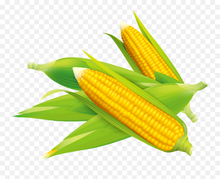 Cob Drawing Transparent Image - Sweet Corn Clipart Png Emoji,What Is The Emoji Balloon+corn