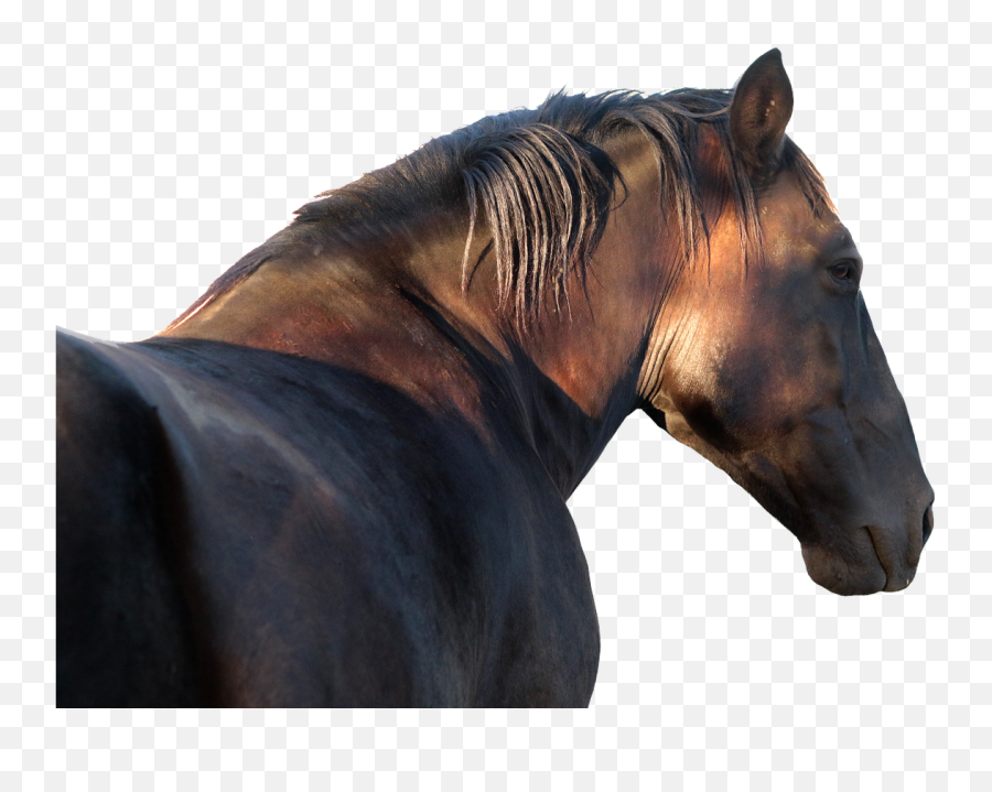 Horse Stallion Profile Png - Horse Emoji,Horse Nose Emotion