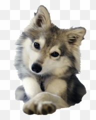 Latest Project - Lowgif Husky Child Emoji,Jiff Emoji