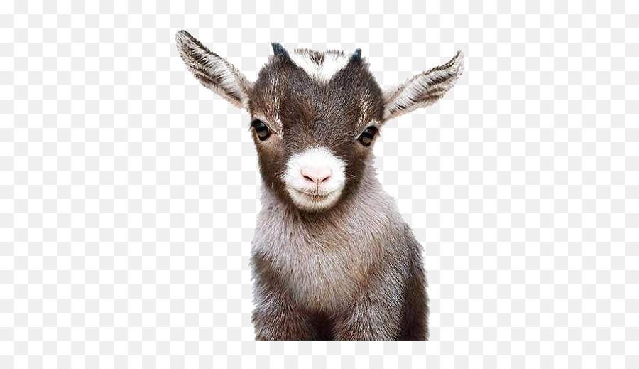 Discover Trending - Printable Baby Animal Prints Emoji,Goat Emoji Shirt