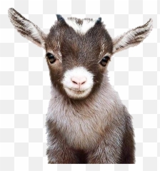 Discover Trending - Printable Baby Animal Prints Emoji,Goat Emoji Shirt