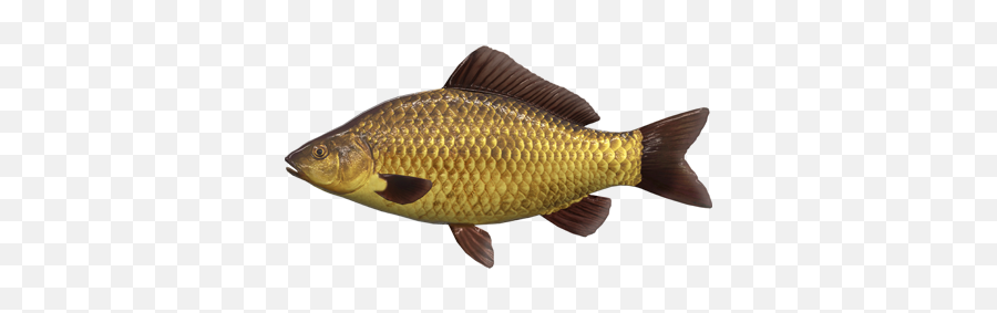 Carp Fishing Update - General Discussion Fishing Planet Forum F1 Hybrid F1 Carp Emoji,Man Fishing Pole Fish Emoji