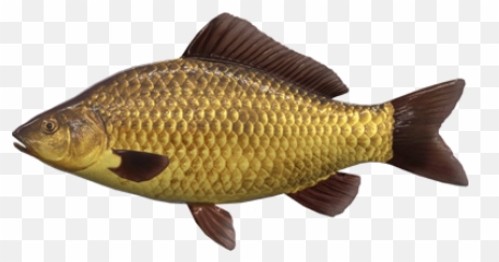 Carp Fishing Update - General Discussion Fishing Planet Forum F1 Hybrid F1 Carp Emoji,Man Fishing Pole Fish Emoji