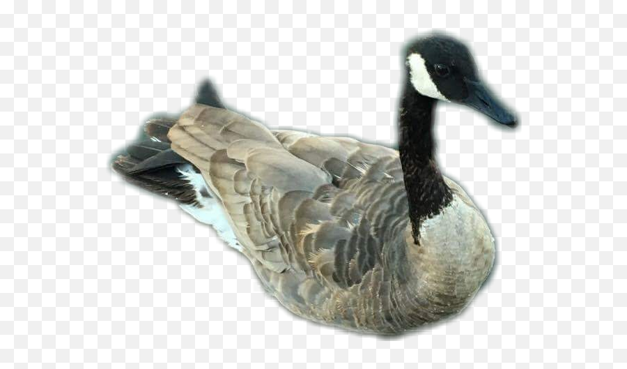 Goose Canadiangoose Sticker - Duck Emoji,Canadian Goose Emoji