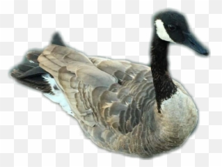 Goose Canadiangoose Sticker - Duck Emoji,Canadian Goose Emoji