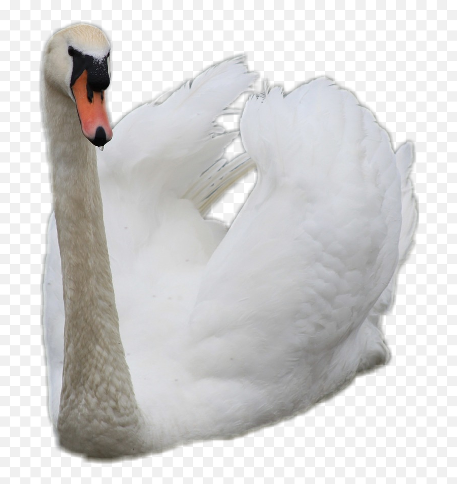 Swan Bird Sticker By Audre - Mute Swan Emoji,Is There A Swan Emoji