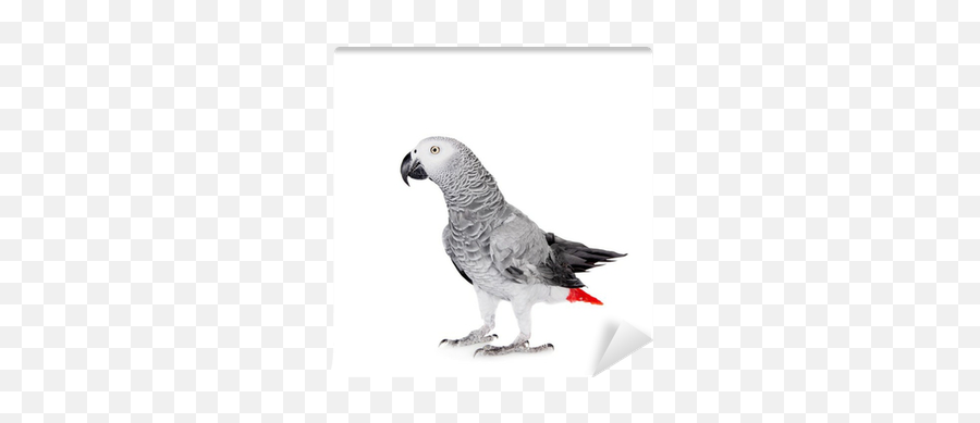 African Grey Parrot Isolated On White Background Wall Mural U2022 Pixers U2022 We Live To Change - African Grey Parrot White Background Emoji,African Grey Parrot Reading Emotions