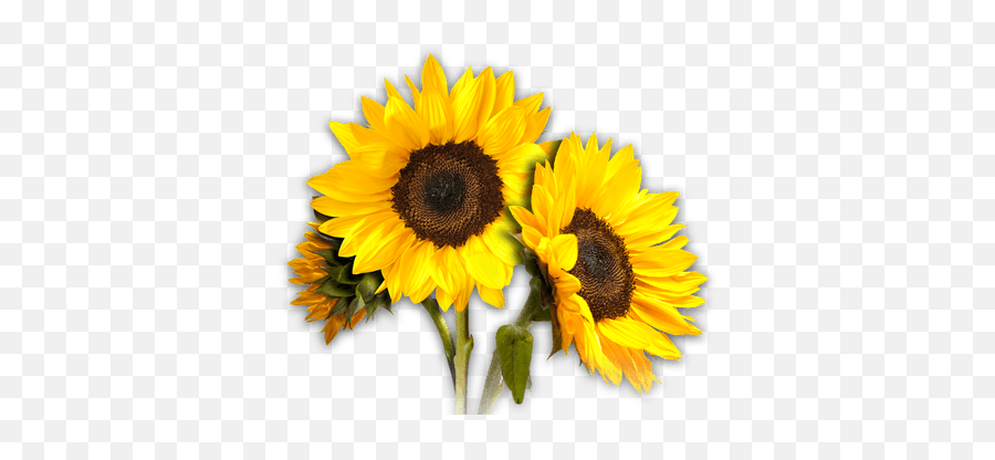Coding Workshops For Women - Happy Birthday Sunflower Topper Emoji,Sunflower Emoji