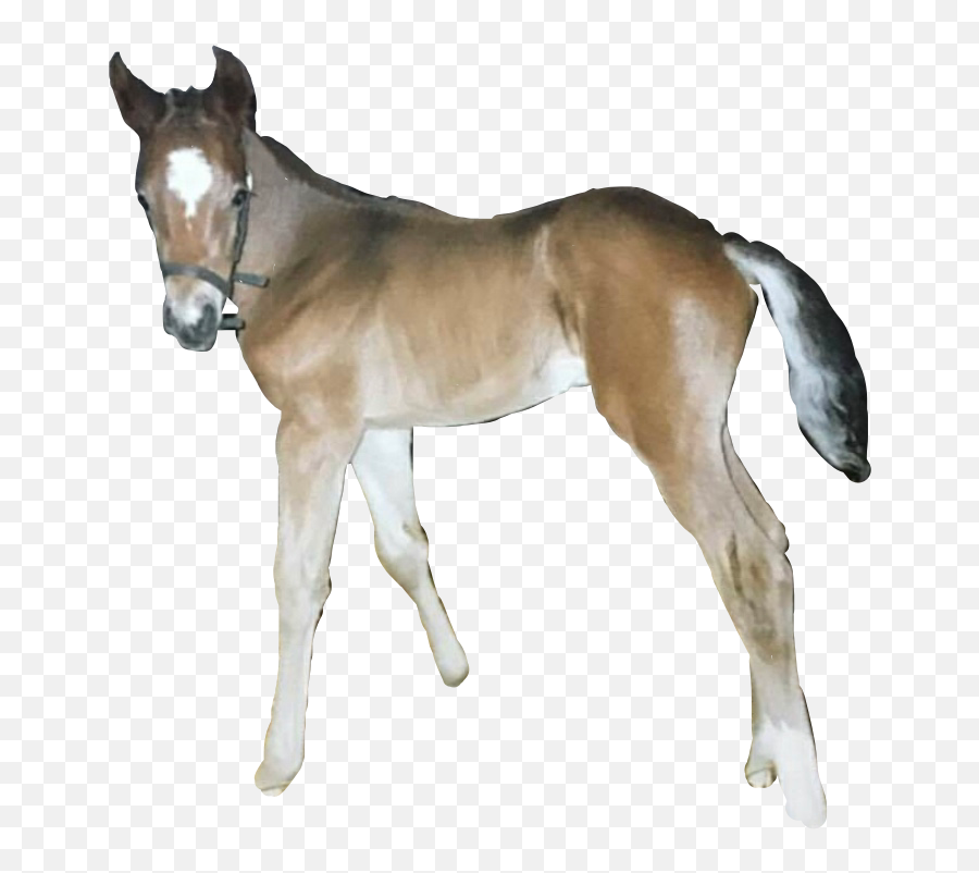 Foal Horse Cholo Horses Passyunk Sticker By Emmileard - Halter Emoji,Cholo Emoji