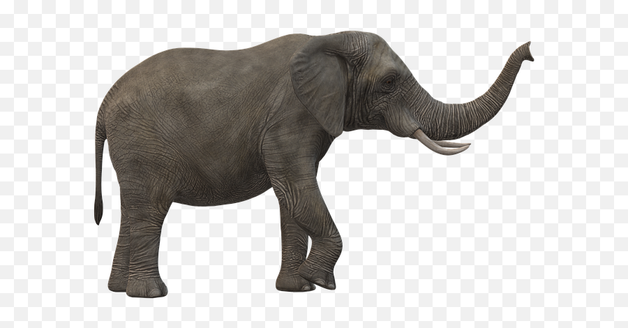 Free Photo Elephant Trunk Tusks - Tromba Elefante Png Emoji,Pbs Elephant Emotions