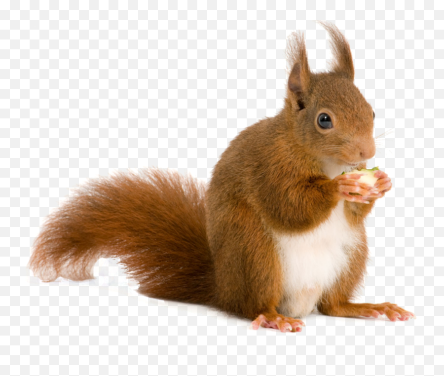 Squirrel Png Great - High Quality Image For Free Here Emoji,Greatest Animated Squirrel Emoticons