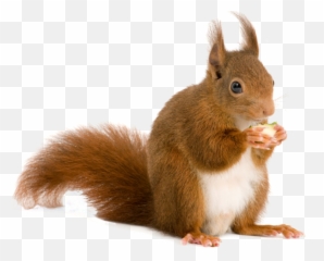 Squirrel Png Great - High Quality Image For Free Here Emoji,Greatest Animated Squirrel Emoticons