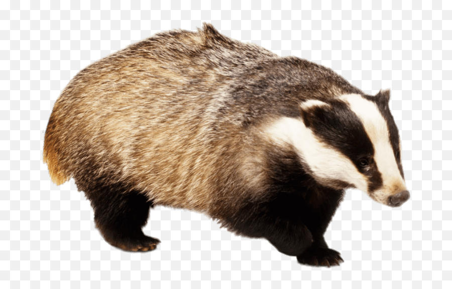 Badger Png Photo Png Arts Emoji,Badger Emoji