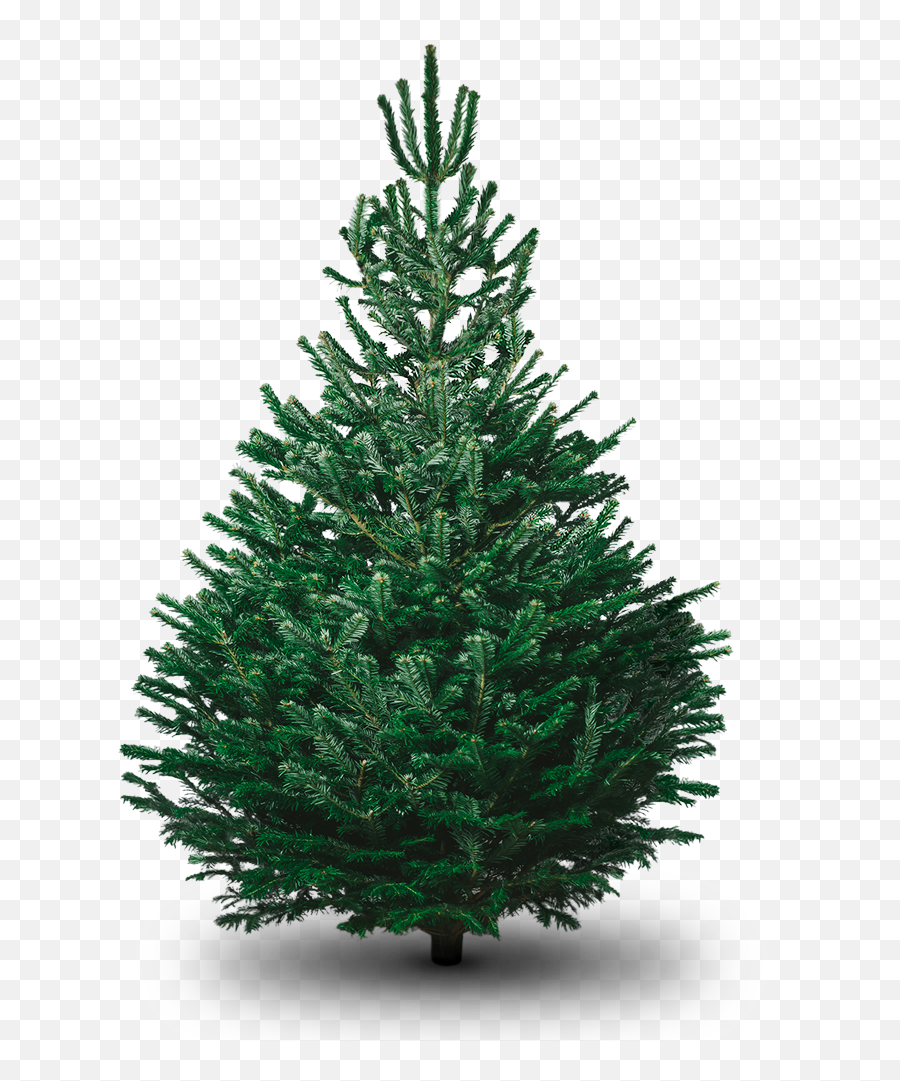 Christmas Fir - Tree Green Png Png Mart Emoji,Chridtmas Tree Emoji