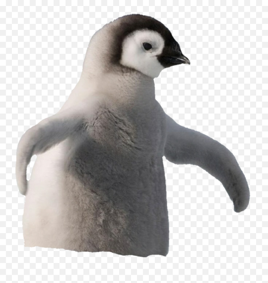Penguin Penguins Animals Animal Fluffy - Chinstrap Penguin Emoji,How To Make A Penguin Emoji