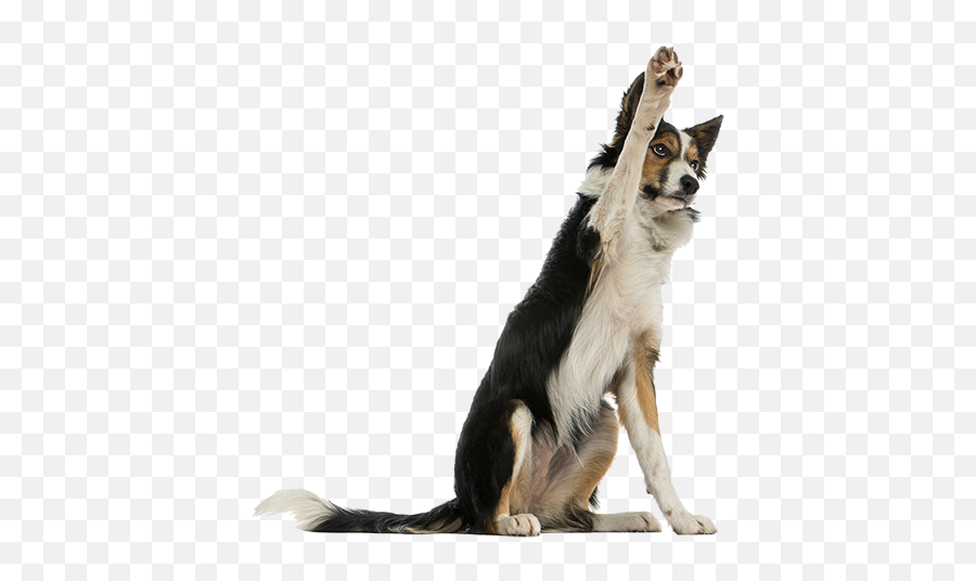 Problem Solved Training Llc - Dog Raising Paw Png Emoji,Husky/border Collie Emoji