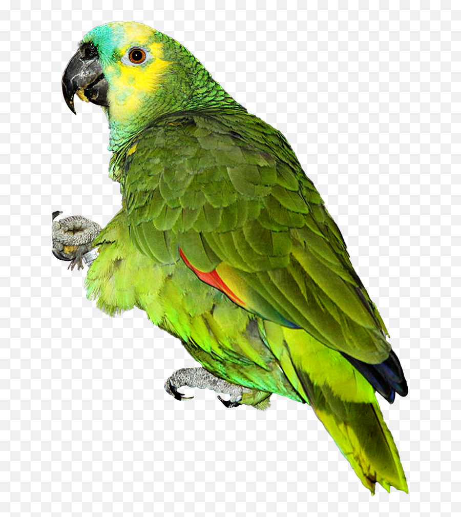 10 Talking Birds To Have As Pets - Amazon Parrot Png Emoji,African Grey Parrot Reading Emotions