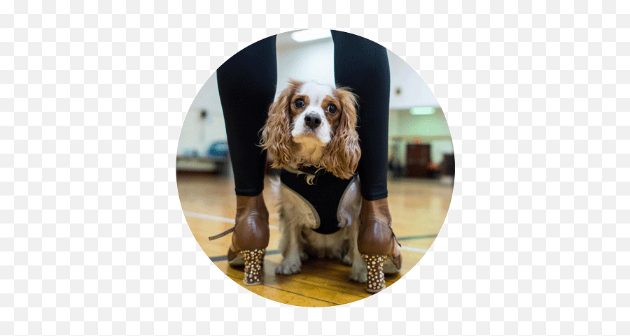 A Furry Photo Shoot With The Dogist The Rockettes - Dog Clothes Emoji,Looking For A Lap Dog And One That Responds To Emotion