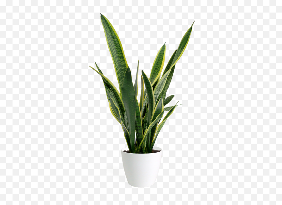 Clearing The Air With Houseplants Emoji,Don't Forget To Get Some H20 Houseplant With Emotions