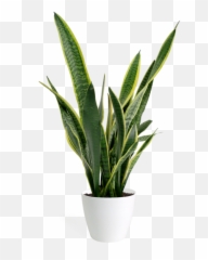 Clearing The Air With Houseplants Emoji,Don't Forget To Get Some H20 Houseplant With Emotions
