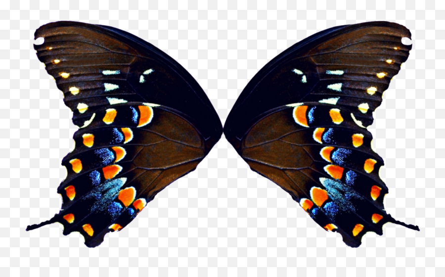 Metamorphosis - Fairy Wings Butterfly Wings Png Emoji,Human Emotion Throughout Metamorphosis