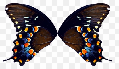 Metamorphosis - Fairy Wings Butterfly Wings Png Emoji,Human Emotion Throughout Metamorphosis