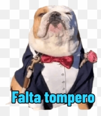 Jp Stickers - Showa Shell Emoji,Laughing Bulldog Emoji Png