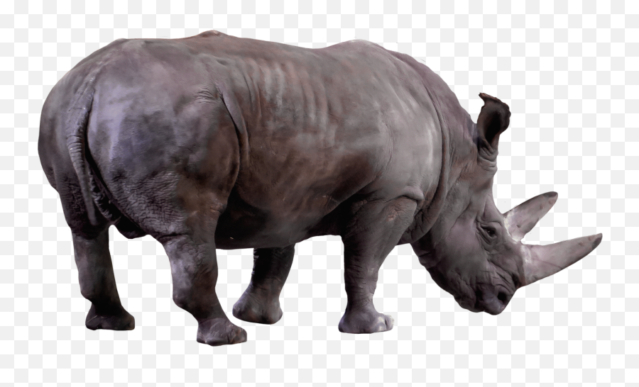 Animal Wild Animal Rhino Africa - Rhino Wild Animals Clipart Emoji,Emotions Music Video Animals