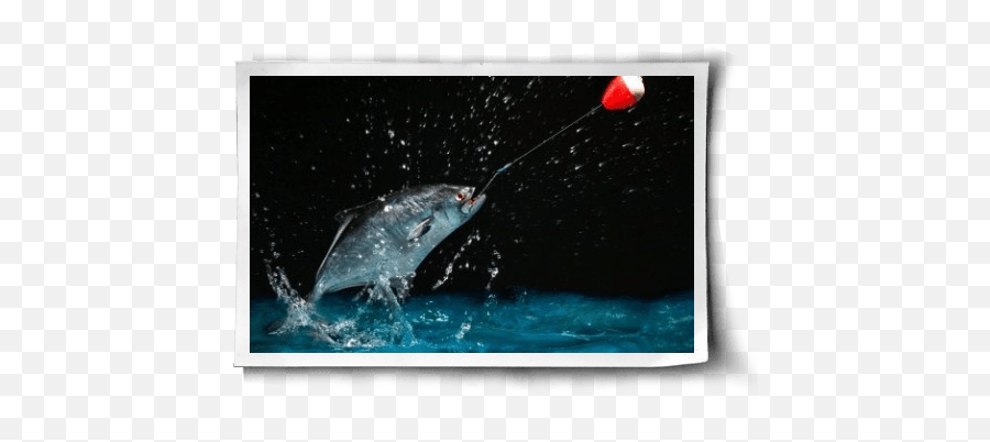 Do Fish Feel Pain - Fishing Pole With Fish Emoji,Fish Emotions