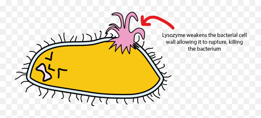 By Explosion From Inflow Clipart - Lysozyme On Bacteria Emoji,Noose Emoticon