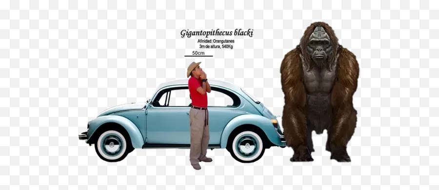 Why Donu0027t We Have Apes As Big As King Kong - Quora Hippopotamus Gorgops Emoji,Chimp Emotion Faces