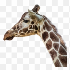 The Most Edited - Giraffe Drawing From Sourav Joshi Arts Emoji,Jirafe Emojis Png