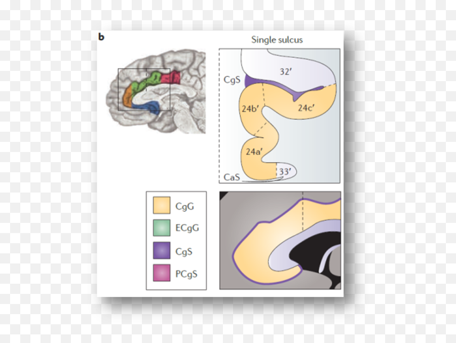 News Shackmanlab - Rostral Corpus Callosum Emoji,Panksepp Emotions