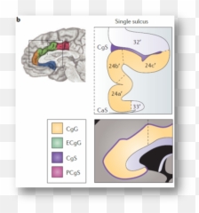 News Shackmanlab - Rostral Corpus Callosum Emoji,Panksepp Emotions