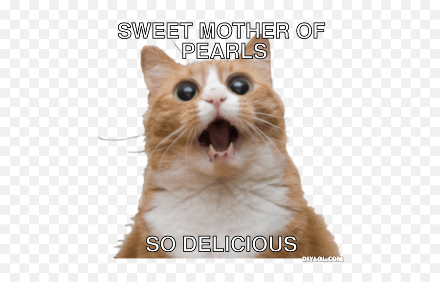 Sweet Cat Memes Emoji,Cat Meme Emotions Surprise