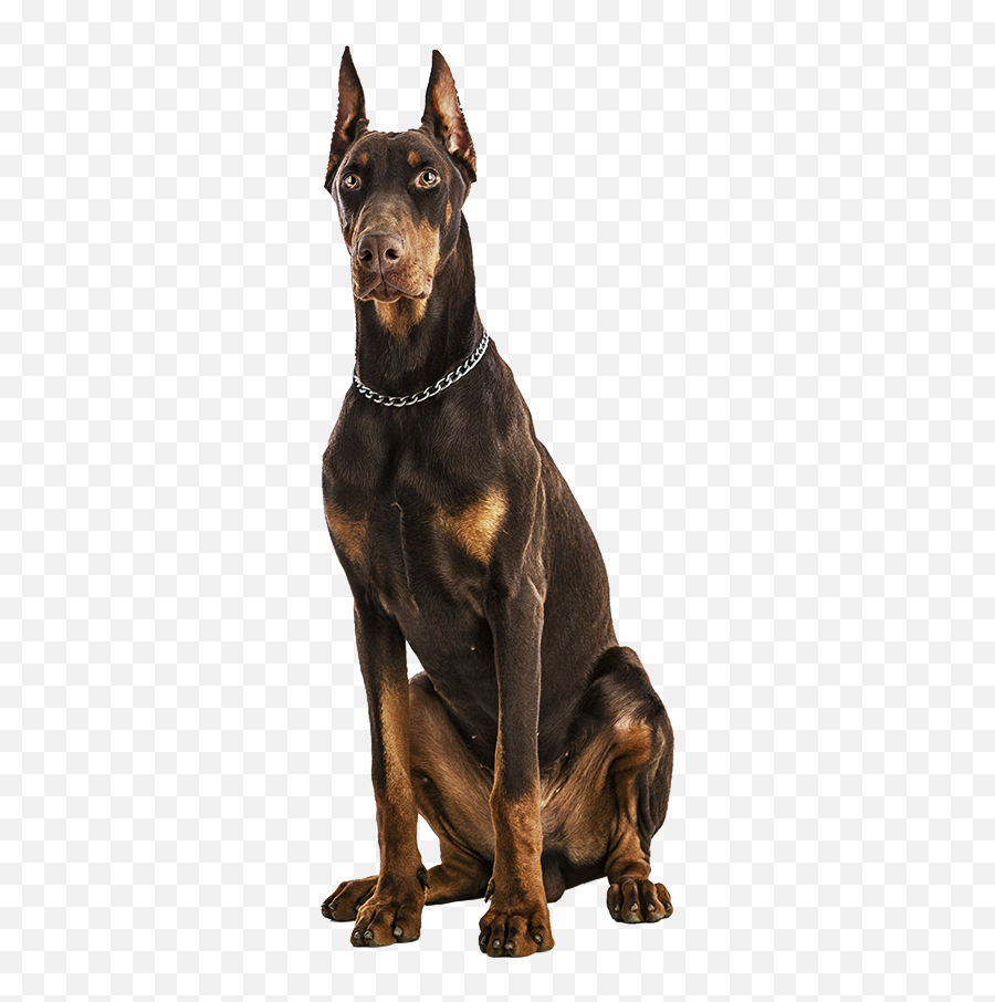 Farkle Nation World Domination Disney Lol - Doberman Sentado Emoji,Leash Emoji