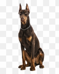 Farkle Nation World Domination Disney Lol - Doberman Sentado Emoji,Leash Emoji