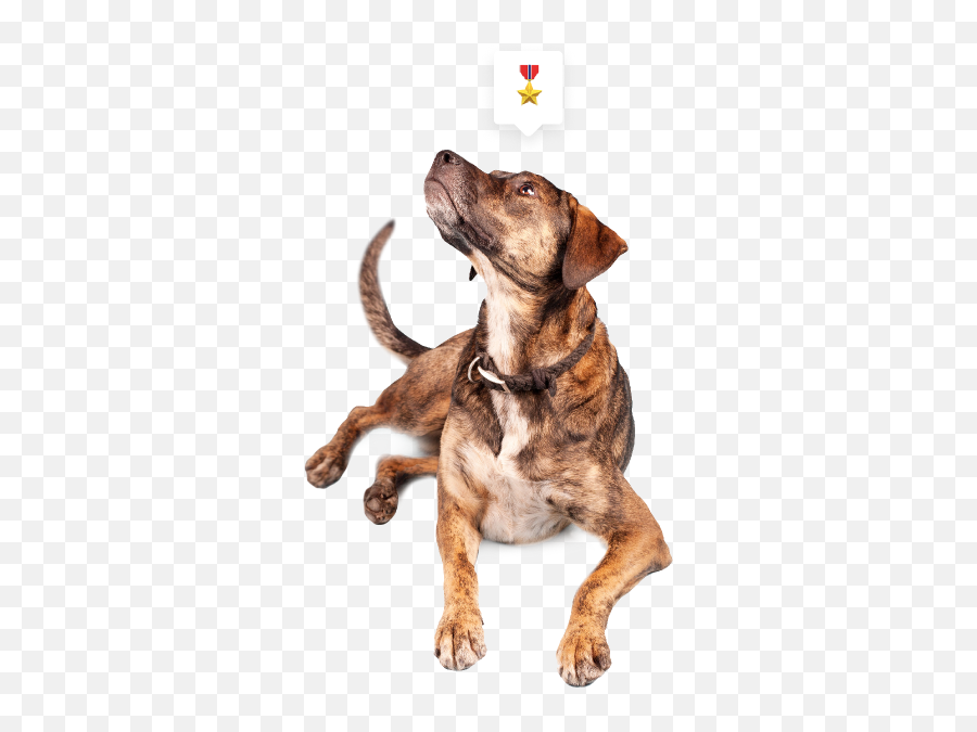 Technology Capabilities - Dog Emoji,Dog And Meat Emoji