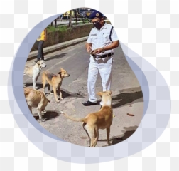 Mydogdata - Leash Emoji,Whippets High On Emotion