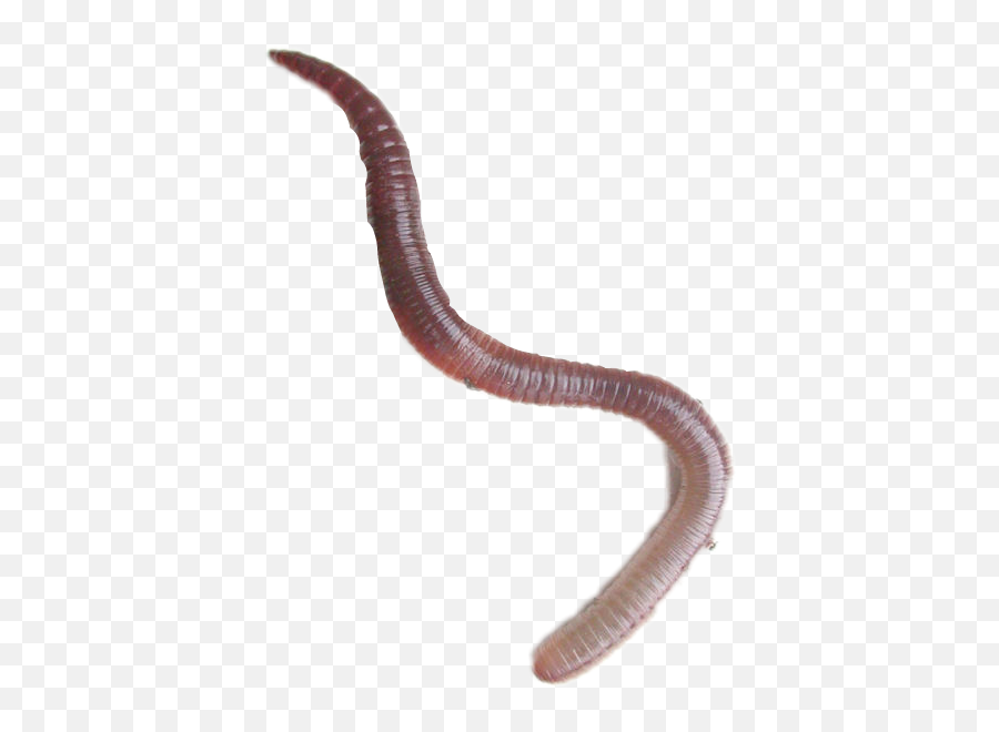 Earthworm Worm Sticker - Lumbricus Terrestris Pdf Emoji,Earthworm Emoji