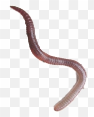 Earthworm Worm Sticker - Lumbricus Terrestris Pdf Emoji,Earthworm Emoji