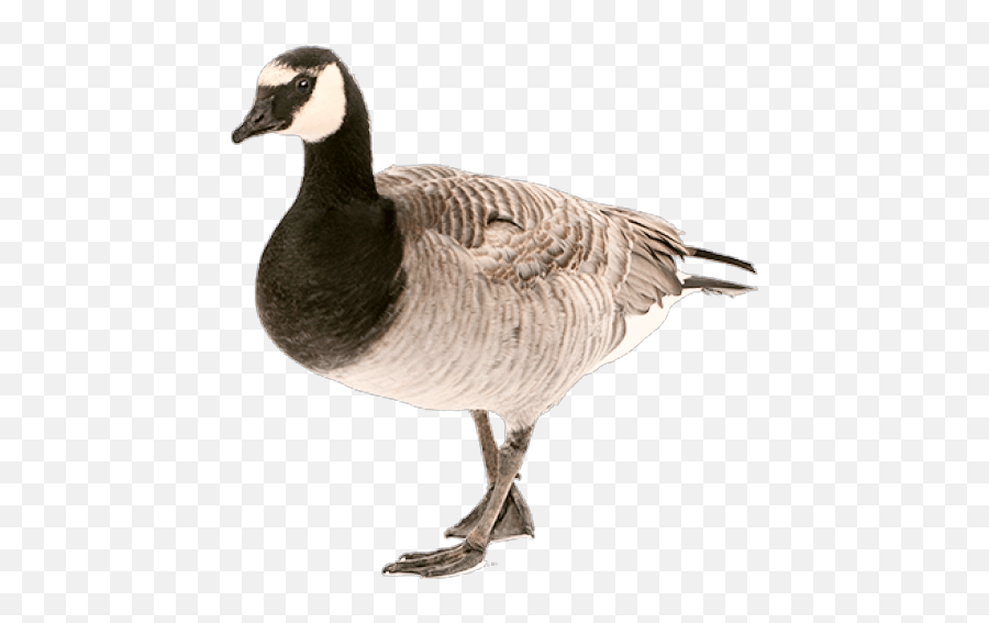 Tumblr Bird Birds Animals Animal - Goose Png Emoji,Canadian Goose Emoji