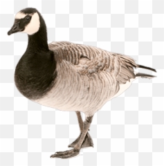 Tumblr Bird Birds Animals Animal - Goose Png Emoji,Canadian Goose Emoji