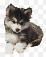 Pomsky Pomeranian Sticker By Xs - Cute Pomeranian Transparent Background Emoji,Siberian Husky Emoji